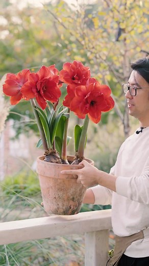 34K views · 827 reactions | Big, red, fragrant, and double-flowered — ‘Double King’ is perfect for red amaryllis lovers! 又大又红，重瓣花型还有香味，喜欢红色朱顶红的话，很推荐双王。 #花卉绿植 #朱顶红 #爱生活爱养花 #塔莎的花园 #阳台小院皆可种植 #garderning #fblifestyle | 塔莎的花园 | Facebook