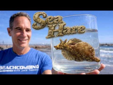 Mottled Sea Hares Wash Ashore! What’s Going On?