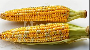 Harvesting fresh corn from local farms in the Midwest during late summer