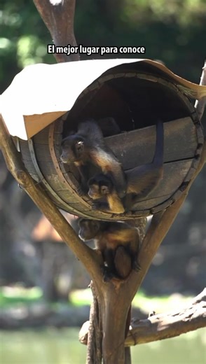 Descubre los monos capuchinos en Zoofari Morelos