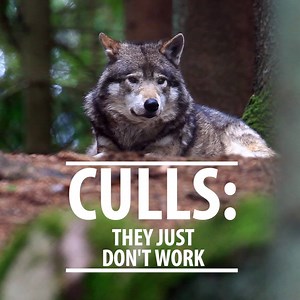 More and more science is showing that culls are ineffective at reducing conflict or successfully controlling populations, and that they cannot be done humanely. Citations below. Join us in advocating for humane, science-based co-existence strategies that benefit everyone - including the animals. Citations for studies mentioned in video: 2010 study on depredation: Wielgus RB, Peebles KA (2014) Effects of Wolf Mortality on Livestock Depredations. PLoS ONE 9(12): e113505. doi:10.1371/journal.pone.0