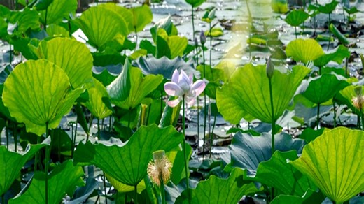 贝克巴斯垃圾处理器维修中心|24小时全国统一售后受理中心电话4008899746