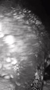 73K views · 1.7K reactions | The big grizzly bear made two trips by my trail camera again last night. We got enough snow to completely cover the game trails, but they were used exactly as they were before!  #wildlifephotography #Wyoming #yellowstone #wildlife #photography #grizzlybear #grizzly | Trent Sizemore Photography | Facebook