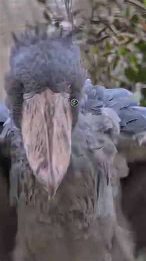 The Unique Sounds of the Shoebill Stork