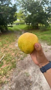 Venus mango, a late-season Florida variety developed by Gary Zill. It originated from a cross involving a Kent mango and was selected for its clear skin, low fiber, and excellent eating quality. The mango ripens in July, has a smooth creamy texture, and a sweet floral flavor with great shelf life. I review the flavor, texture, aroma, juiciness, and appearance, finding it to be very floral, sweet, and juicy with hints of coconut. | Zill High Performance Plants