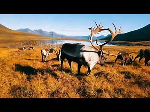 Beautiful Reindeer on the Tundra! 🦌❄️ Graceful Arctic Wanderer 🦌❄️