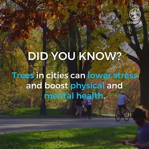 Did you know? Urban forests and trees in cities can lower stress and boost physical and mental health. Via Food and Agriculture Organization of the United Nations (FAO) | United Nations Biodiversity