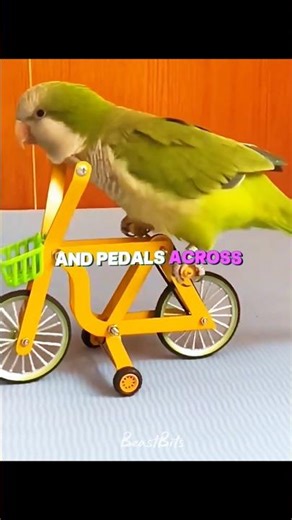 Clever Little Parrot 🐦 #parrot #pettricks #funnybirds
