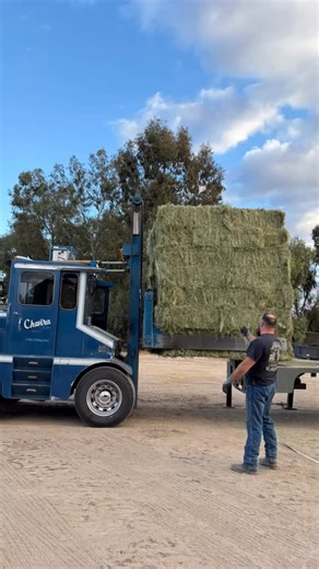 🚨 RESTOCKED 🚨 We are restocked with that Premium Teff grass!! These bales are nicely packed and clean. Grass has high protein, ADF/NDF (premium range) and low NSC. Discounts on stacks and delivery includes hand stacking if needed. Call/Text Kristen for more information or to schedule at 559-920-1485. Thank you! 🌻🐎🇺🇸🌾 #haylady #teff #teffgrass #hay #haystack #hayfarming #horsehay #farmtofeed #horsefeed #haybroker #qualityforage #trust #womeninbusiness #womanowned #smallbusinesssaturday #de