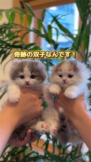 双子のキンカローがやって来ました🥹♡ やっぱりソレイユの子達は可愛すぎませんか？？🥹🥹 #キンカロー