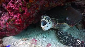 Get in a frenzy for all things Shark Week.🦈 This is Discovery. | Discovery