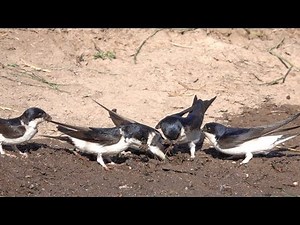 Common house martin. Mehlschwalben