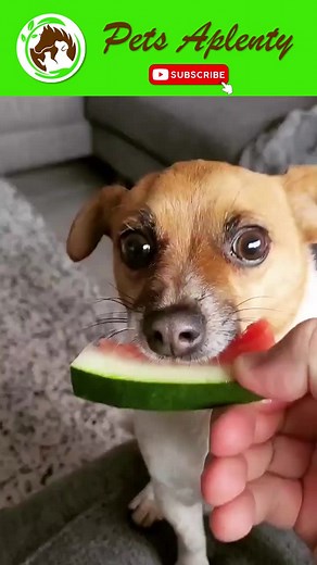 Jack Chi is a loyal pet that enjoys being with his human family. #PetsAplenty #jackrussell #chihuahua #dog #Animal #jackchidog #jackchi #jackchimix