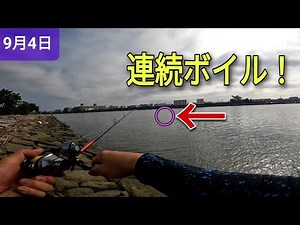 今日は旧江戸川シーバス情報 #ワールドシャウラ1832 #アンタレスDC #ワールドシャウラ