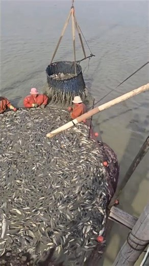 Efficiency King! The "Gravity Funnel" Method for Mass Fishing.