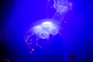 Beautiful jellyfish, medusa in the neon light with the fishes....