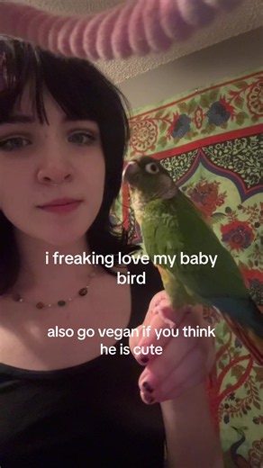 Why Conures Make Loving Vegan Pets: Parrot Care & Bonding