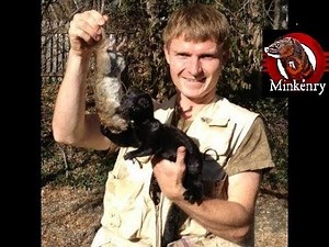 Minkenry buddies hunting brown rats with their pet mink