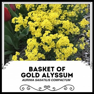 Panier d'or Alyssum - Aurinia saxatilis compactum - Etsy France