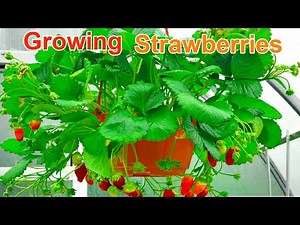 How to Propagate Strawberries | Easy Container Gardening Guide
