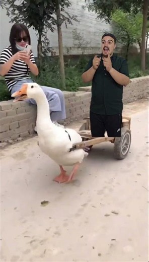 البطة البطة | duck duck 🦆