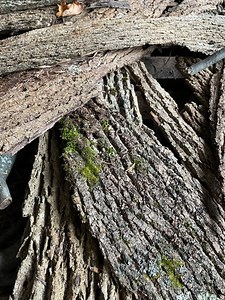 Real Tree Bark Pieces: Rustic Home Decor, Art Projects - Etsy