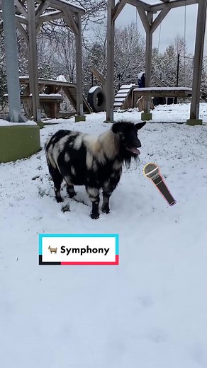 Moonshine Symphony: The Adorable Derpy Goat