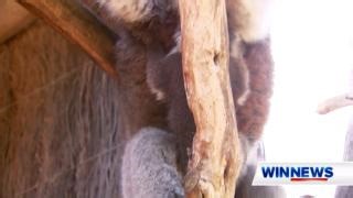 12K views · 318 reactions | Ballarat Wildlife Park's in a Koala Craze as it celebrates a record breaking breeding season. #WINNews | Channel 8 & 80 (HD) Weeknights from 5:30pm | WIN News Ballarat | Facebook