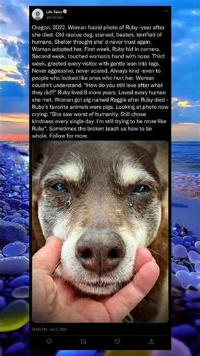 He Was Hurt, But He Still Chose Love 🐾❤️ #DogStory #KindnessMatters #Emotional #Inspiration #Shorts