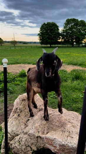 The wattles and the attitude!! Kentuckyfarmlife.Com #kentuckyfarmlife #farmer #farm #farming #cows #goats #chickens #ducks #cow #goat #chicken #duck #farmlife | Kentucky Farm Life