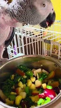 African Grey parrot eating