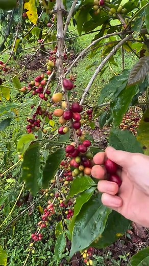 Wonder how coffee beans are prepared from farm to cup? ☕ Here are the...