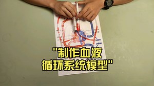 制作血液循环系统模型