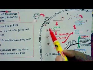 RNAi and Si RNA mediated knockdown