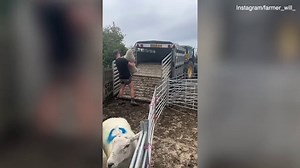 Will Young shares hilarious video as he rounds up sheep for mating season