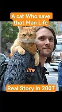 Story Of James And Bob. #cute #cat #shorts #inspiration #love