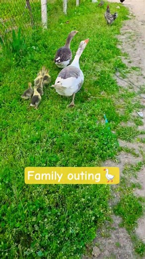Cute Goose Family Walk: Mother, Father and Goslings 🪿🐣🐥 #babyanimals #geese#cute#familytrip#goslings