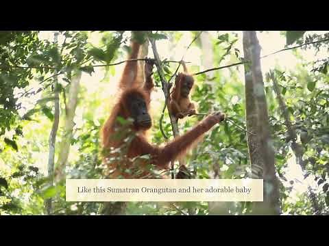 Sumatran Orangutan and her baby swinging through the jungle