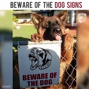 Beware of the dog signs | Bored Panda
