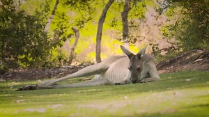 76 reactions · 15 shares | Autumn is such a colourful time of year, and is perfect for exploring our many walking trails, right here in Rockingham. Rediscover Natural Beauty. Rediscover Rockingham. | City of Rockingham – Local Government | Facebook