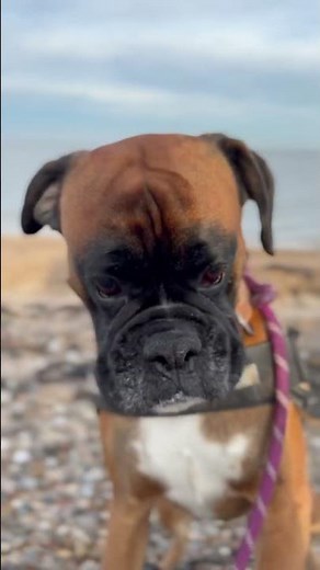 Crazy miniature boxer