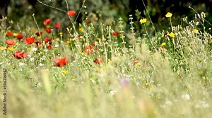 Field of a beautiful red poppy in the countryside. Springtime background.