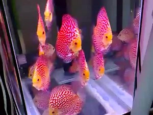 (отличные!) Red Map Discus