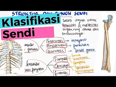 Anatomy: Types and Classification of Joints - Synarthrosis, Amphiarthrosis, Diarthrosis