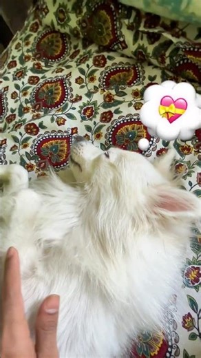 Meet my best friend 😱Raja Saheb#ytshorts #shortsvideo