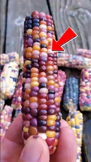 Rainbow Corn: The Most Beautiful Corn You’ve Never Seen!