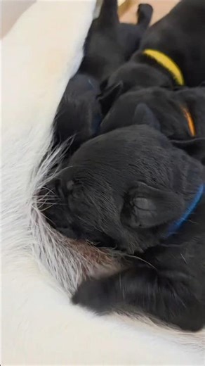 Labrador Puppies Nursing on Mom #labrador #puppy #cute
