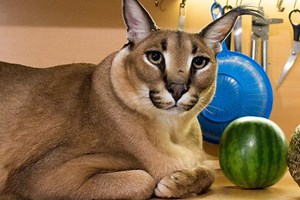 Raise floppa XZ NEW UPDATE!!! 0.2.V - Free Addicting Game ★★★★★