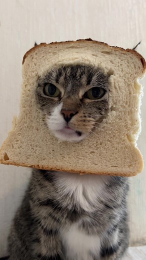 Cute Bread Cats and Kittens: Adorable Animal Moments