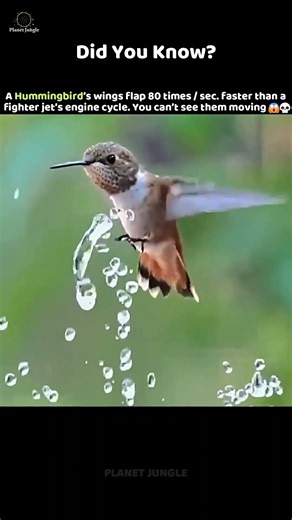This Bird Flaps Its Wings 80 Times a Second 💀 #animalfacts #shorts #wildlife #facts #animalshorts